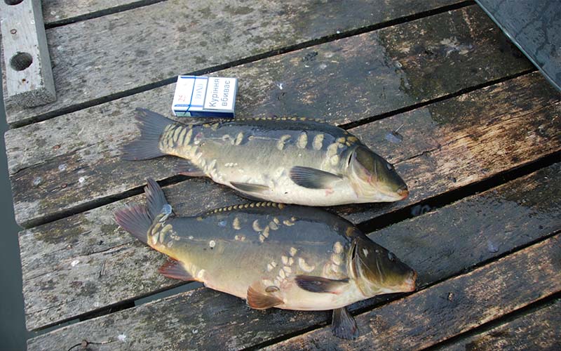 Выращенная рыба (карп) на кормовой базе водоема